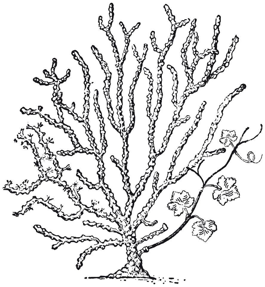 Vin Basque Egia Tegia